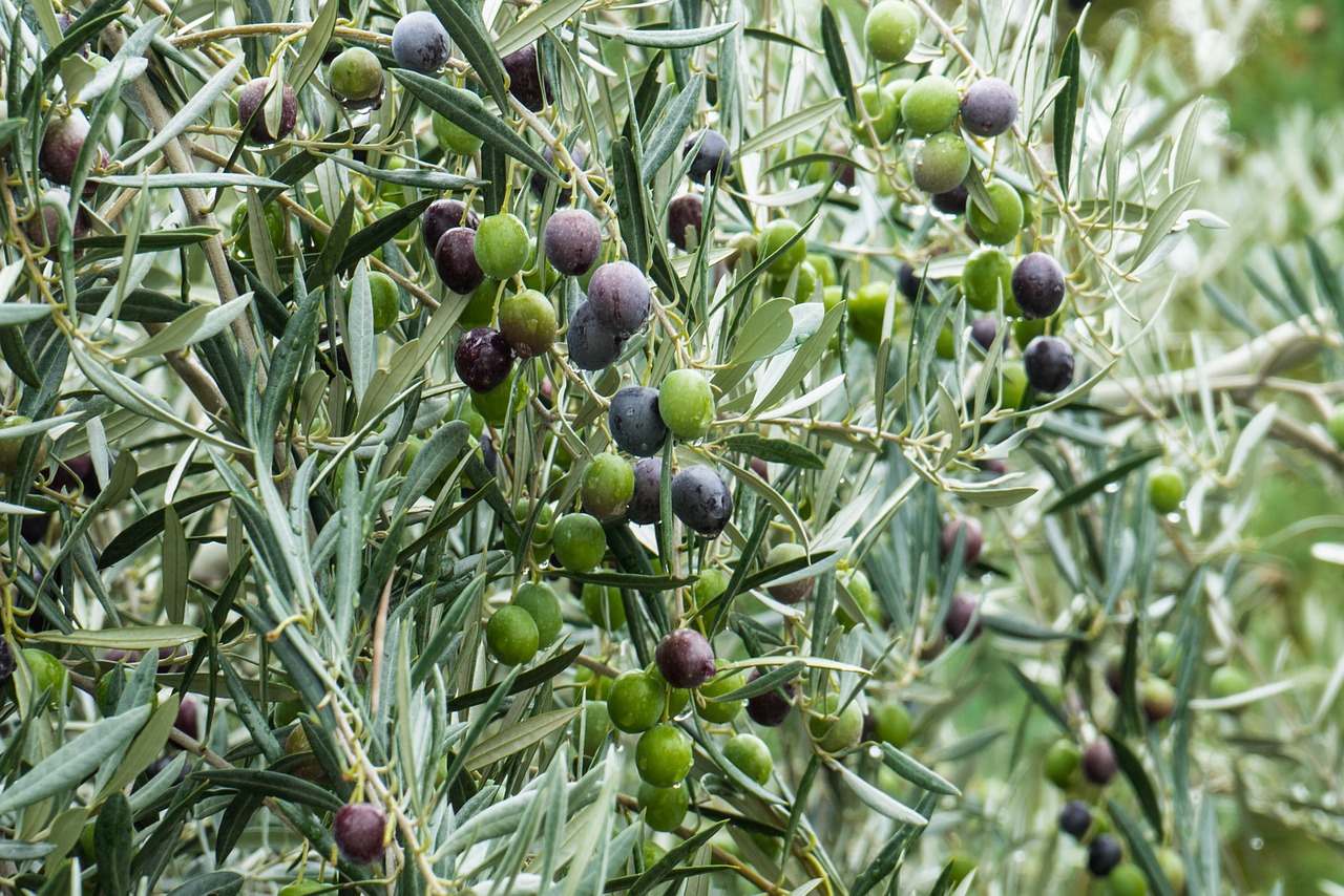 Olive Harvest Season in Nazareth 2021